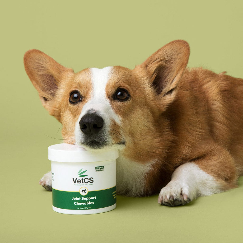 Dog resting head on VetCS Joint Support CBD Chewables container – 10mg per chew, 234g jar shown