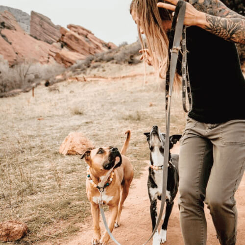dogs walking on leash in Red Rocks Colorado