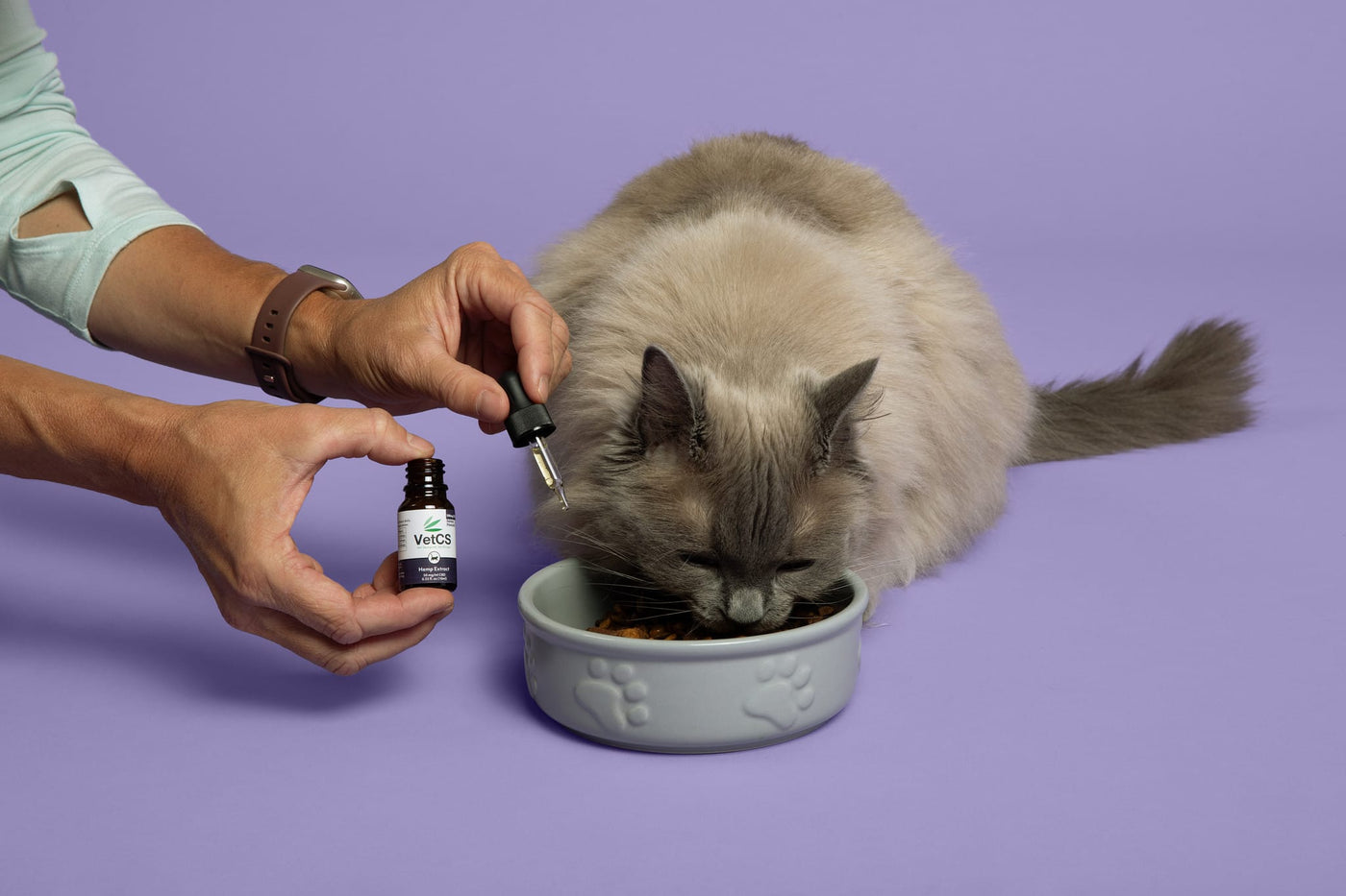 Gray cat eating cat food with VetCS CBD oil for cats and a purple background
