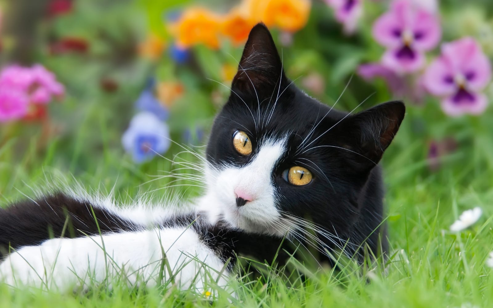 Black and white cat lying on grass with colorful flowers in the background
