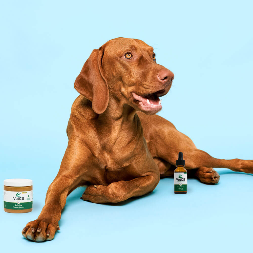 brown dog laying down with VetCS products
